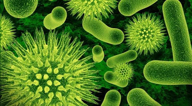 MICROORGANISMOS